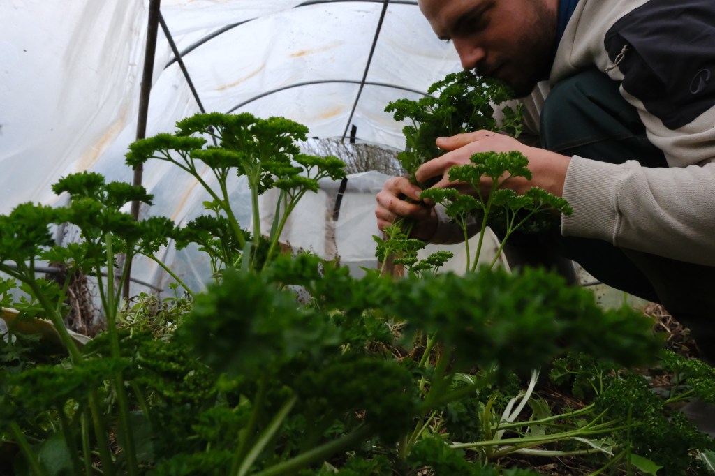 Yves Le Potagiste récolte et sent le persil fraichement récolté